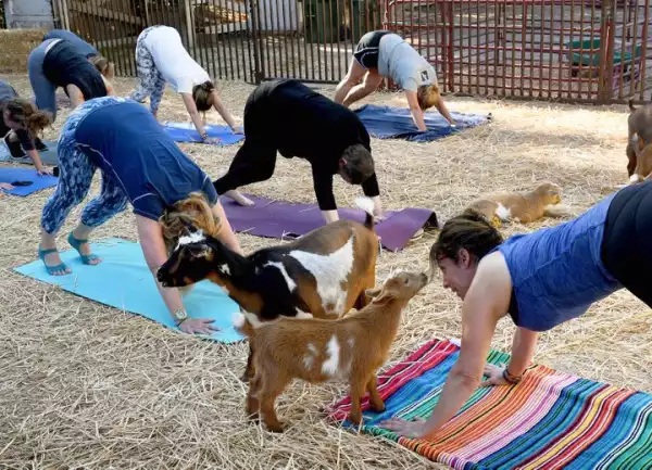 Yoga With Nigerian Dwarf Goats, Takes Off In The US | See Photos